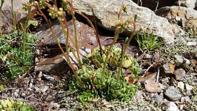 Saxifraga paniculata, photographed by Philipp