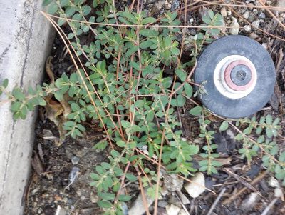Euphorbia prostrata, photographed by Michele Jones