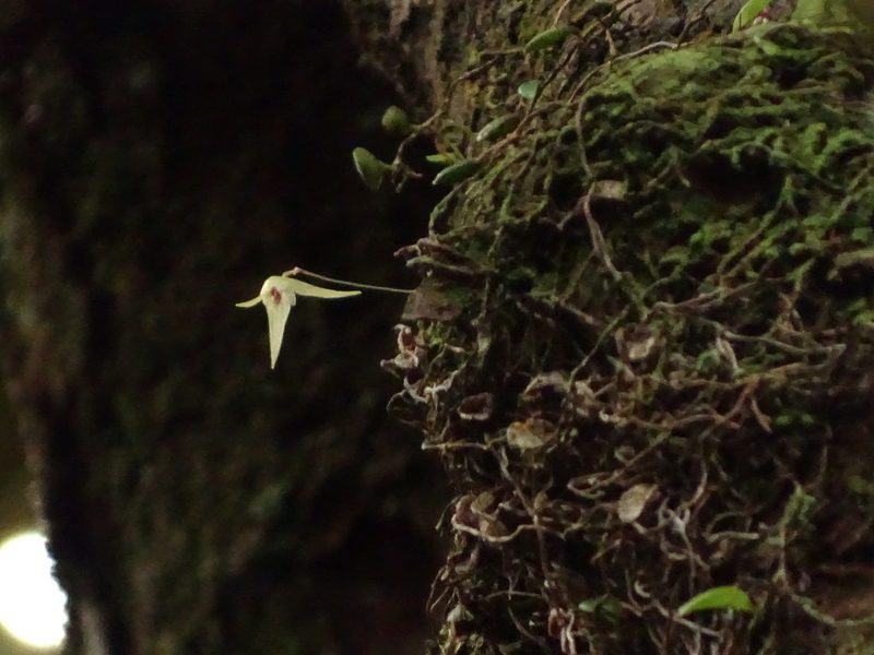 Bulbophyllum drymoglossum, photographed by yijie