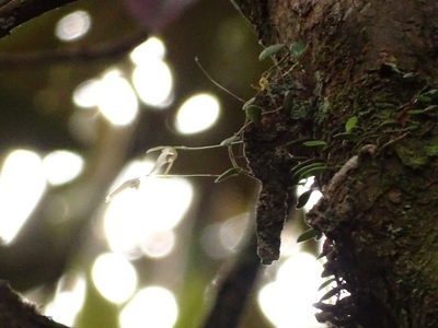 Bulbophyllum drymoglossum, photographed by yijie