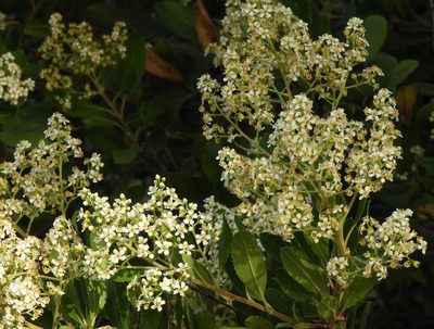 Photinia arbutifolia, photographed by Mary K. Hanson