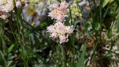 Antennaria dioica, photographed by Philipp