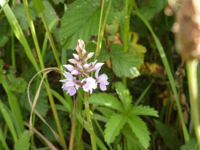 Dactylorhiza maculata, photographed by Josh Hedley