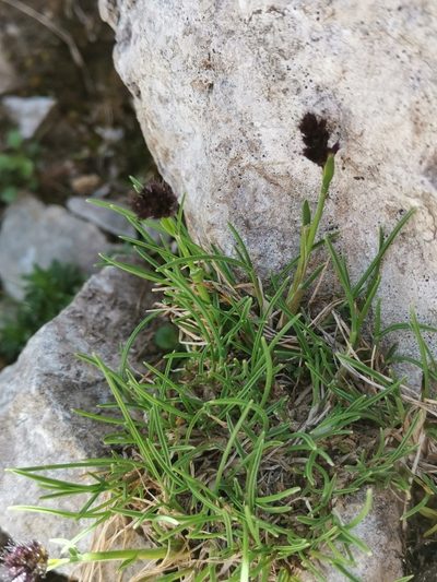 Psilathera ovata, photographed by Ljaž