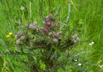 Cirsium palustre, photographed by Jon Mortin