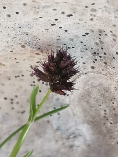 Psilathera ovata, photographed by Ljaž