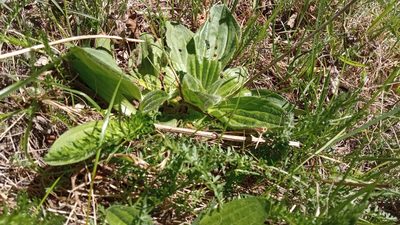 Plantago media, photographed by Tatiana Strus