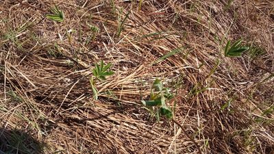 Comarum palustre, photographed by Tatiana Strus