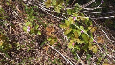 Rubus arcticus, photographed by Tatiana Strus