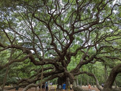 Quercus virginiana, photographed by Michael A. Alcorn