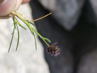 Psilathera ovata, photographed by Ljaž