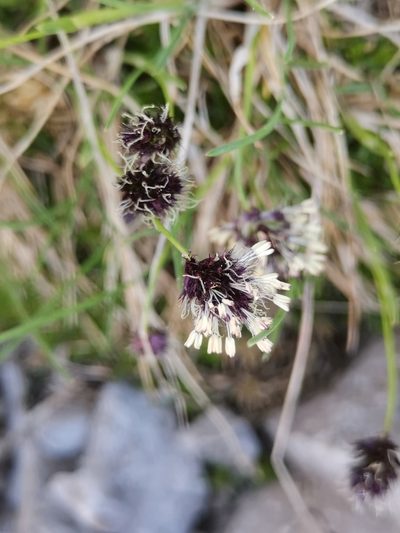 Psilathera ovata, photographed by Ljaž
