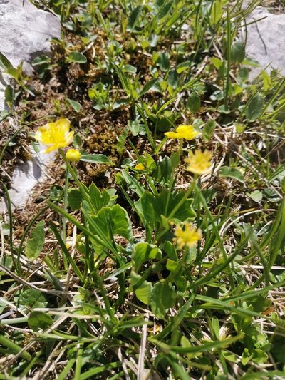 Ranunculus hybridus, photographed by Ljaž