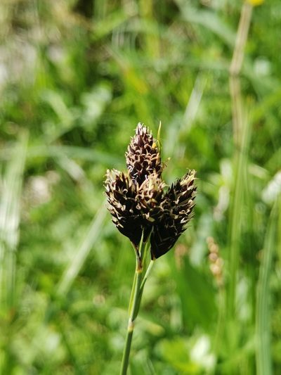 Carex atrata, photographed by Ljaž