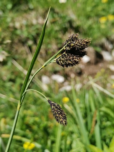 Carex atrata, photographed by Ljaž