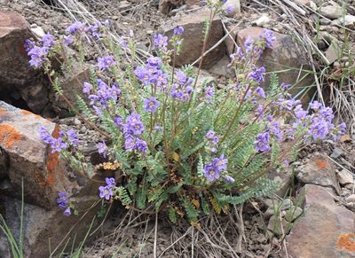 Polemonium pulcherrimum, photographed by mfeaver