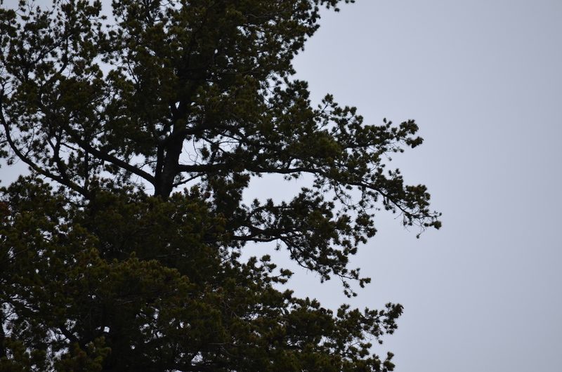 Pinus albicaulis, photographed by Liam Steele