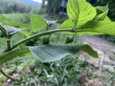 Atropa bella-donna, photographed by Todd Patterson