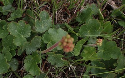 Heuchera cylindrica, photographed by mfeaver