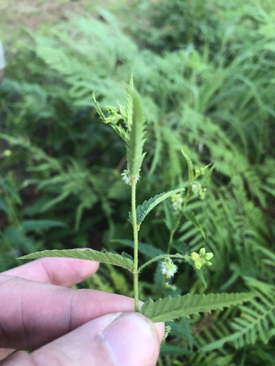 Tragia betonicifolia, photographed by Sam Kieschnick