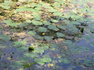 Nuphar lutea, photographed by David Delon