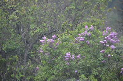 Syringa vulgaris, photographed by Liam Steele