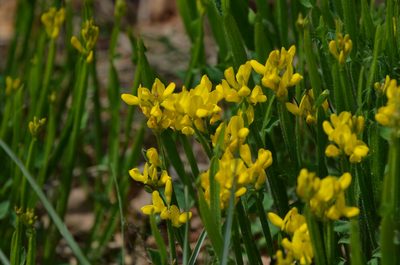 Genista sagittalis, photographed by E. A.