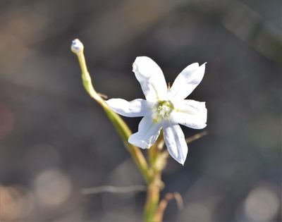 Moraea polyanthos, photographed by Justin Ponder