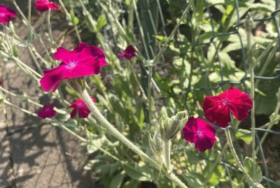 Silene coronaria, photographed by Fabian Steeg