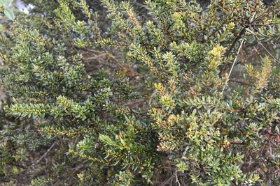 Myrica parvifolia, photographed by Loren Cassin Sackett