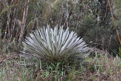 Espeletia argentea, photographed by Loren Cassin Sackett