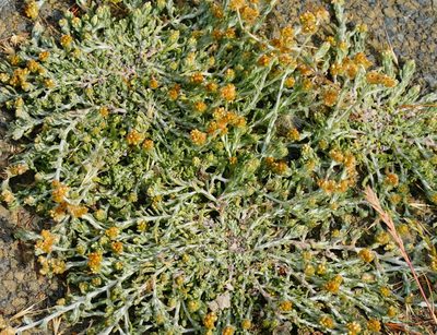Laphangium luteoalbum, photographed by Michael Warner