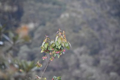Vallea stipularis, photographed by Loren Cassin Sackett
