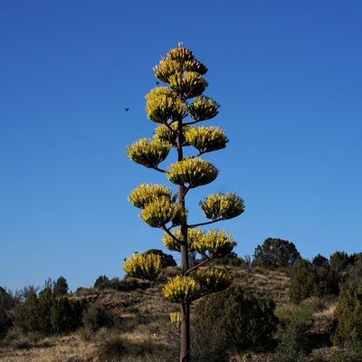 Agave parryi