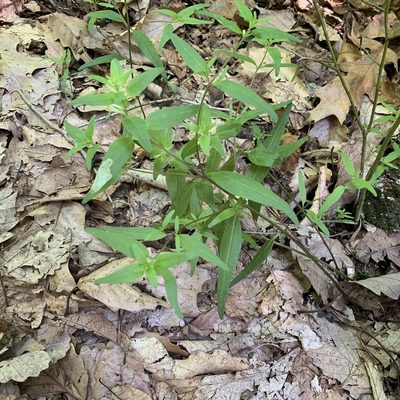 Melampyrum lineare, photographed by Neal Kelso