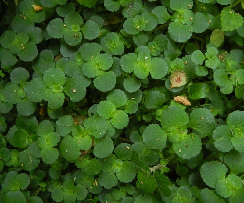 Chrysosplenium oppositifolium, photographed by Jon Mortin