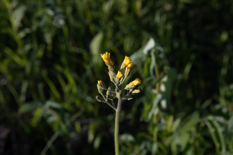 Crepis praemorsa, photographed by Нурхайдарова Татьяна