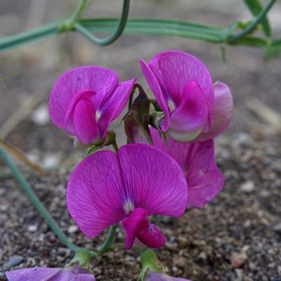 Lathyrus latifolius, photographed by Andrew Tree