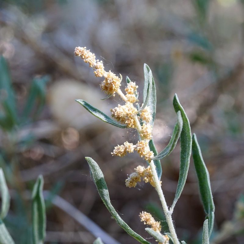 Atriplex canescens, photographed by Andrew Tree