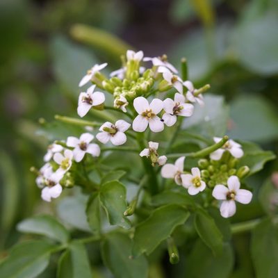 Nasturtium officinale, photographed by Andrew Tree