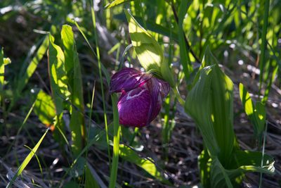 Cypripedium macranthos, photographed by Нурхайдарова Татьяна