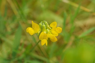 Lathyrus pratensis, photographed by Derek Winterburn