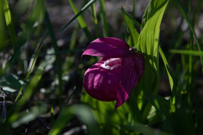Cypripedium macranthos, photographed by Нурхайдарова Татьяна
