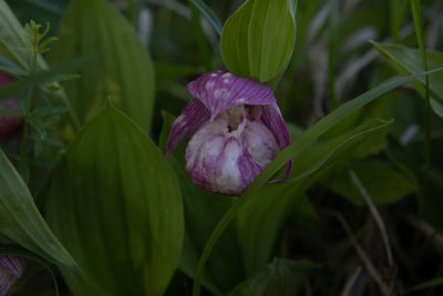 Cypripedium macranthos, photographed by Нурхайдарова Татьяна