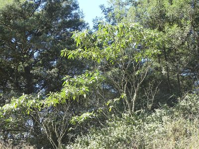 Solanum mauritianum, photographed by Shaun Swanepoel