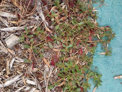 Portulaca oleracea, photographed by Michele Jones