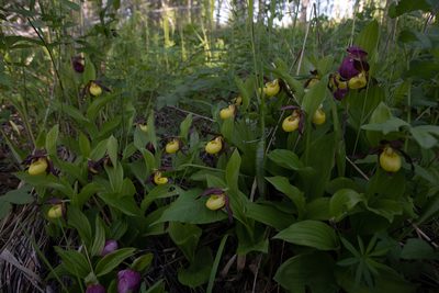 Cypripedium calceolus, photographed by Нурхайдарова Татьяна