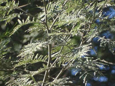 Acacia mearnsii
