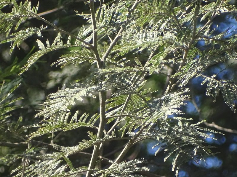 Acacia mearnsii, photographed by Shaun Swanepoel