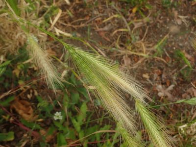 Hordeum murinum, photographed by Alexis Tinker-Tsavalas